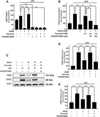 Malate-Aspartate Shuttle Plays an Important Role in LPS-Induced Neuroinflammation of Mice Due to its Effect on STAT3 Phosphorylation